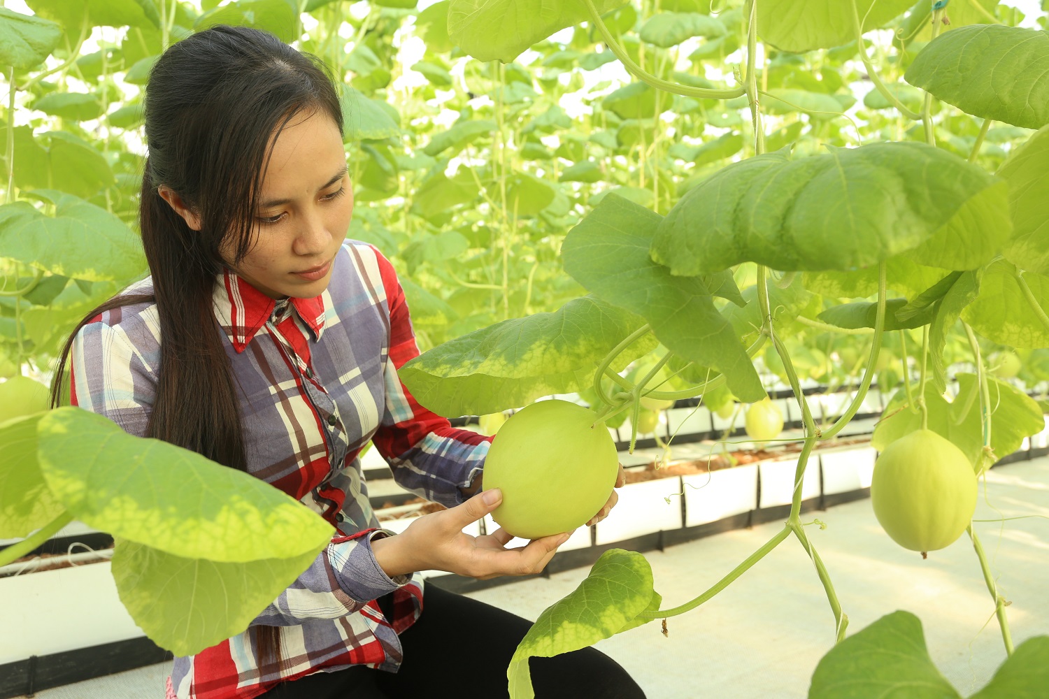 Thúc đẩy phát triển nông nghiệp công nghiệp hóa hành lang đường Hồ Chí Minh vùng Bắc Trung Bộ