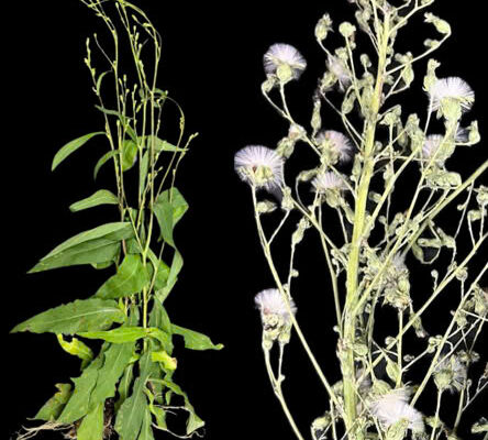 Bồ công anh (Lactuca indica L.): Loài cây mọc dại và dược liệu tiềm năng của Việt Nam