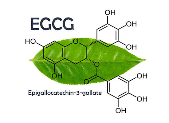 Epigallocatechin gallat - hoạt chất quý từ cây chè Việt Nam với tiềm năng ứng dụng trong chăm sóc Good889 và làm đẹp