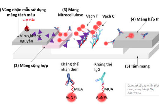 M Good88 link: Phát triển que thử LFIA theo dõi tái phát và điều trị hiệu quả ung thư