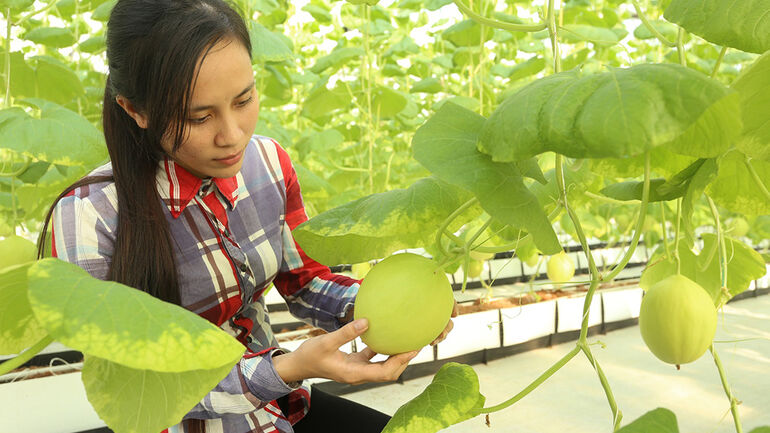 S&T promotes the development of agriculture and industrialization of the Ho Chi Minh road corridor in the North Central Region