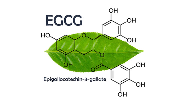 Epigallocatechin gallat - hoạt chất quý từ cây chè Việt Nam với tiềm năng ứng dụng trong chăm sóc Good889 và làm đẹp